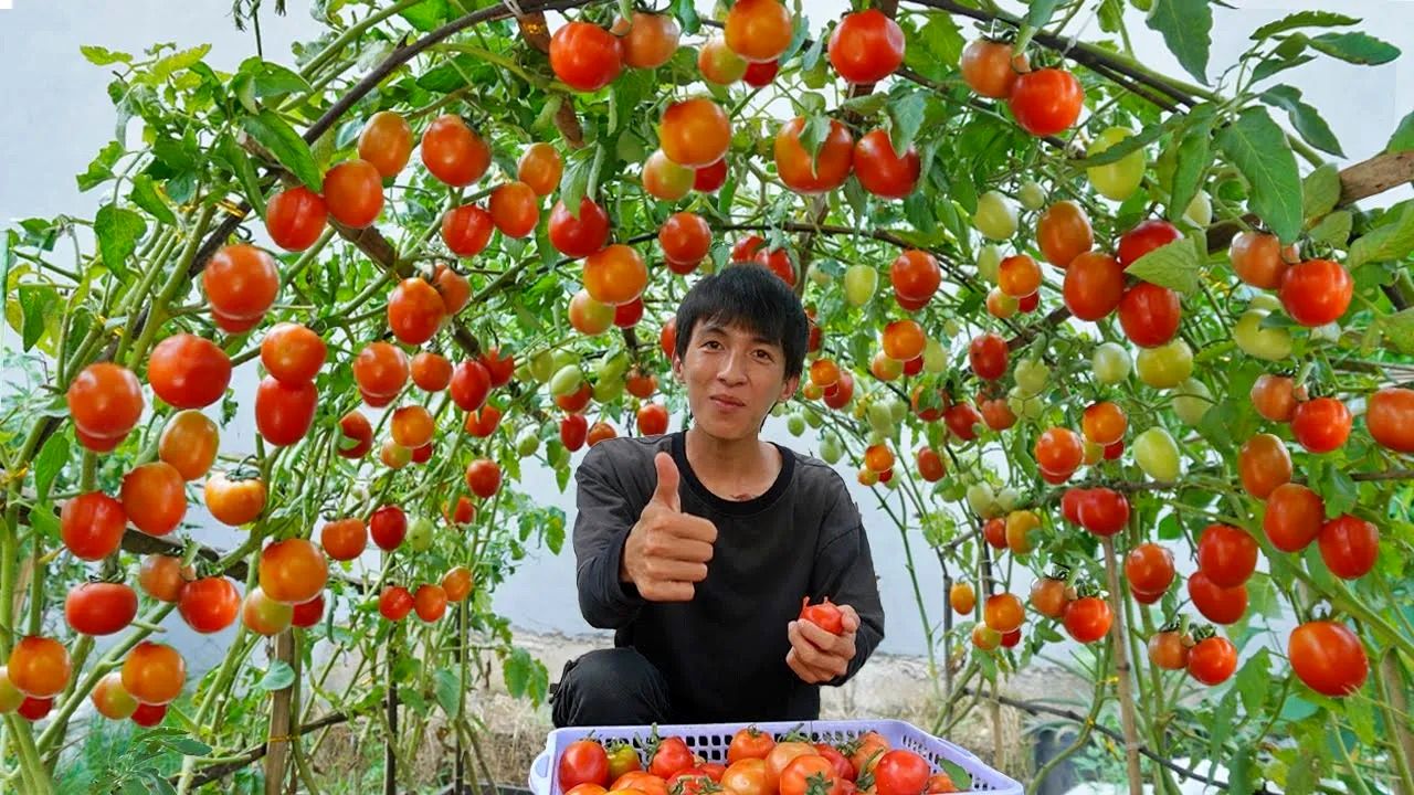 (ویدئو) نحوه کشت گوجه فرنگی روی پشت بام و برداشت 40 کیلوگرم گوجه