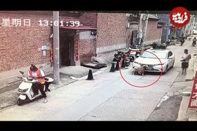 ببینید؛ تصاویر دلخراش زیر گرفته شدن سگ خانگی توسط خودرو در خیابان 