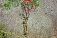 ببینید| تلاش عجیب شیر گرسنه برای دزدیدن شکار پلنگ روی درخت!