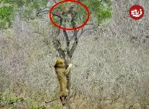 ببینید| تلاش عجیب شیر گرسنه برای دزدیدن شکار پلنگ روی درخت!