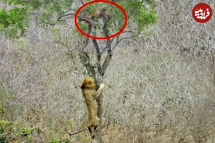 ببینید| تلاش عجیب شیر گرسنه برای دزدیدن شکار پلنگ روی درخت!