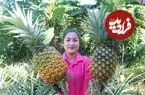 ببینید| غذای روستایی در کامبوج؛ برداشت آناناس از مزرعه و پخت غذا با آن