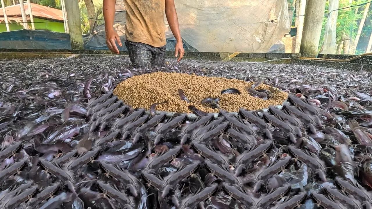 (ویدئو) نمایی از فرآیند پرورش و غذادهی یک کشاورز هندی به میلیون ها مارماهی