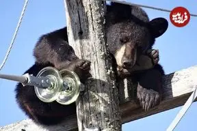 ببینید؛ لحظه نجات خرس بازیگوش از خطر برق‌گرفتگی