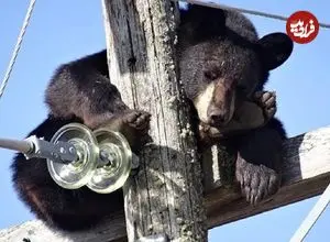 ببینید؛ لحظه نجات خرس بازیگوش از خطر برق‌گرفتگی