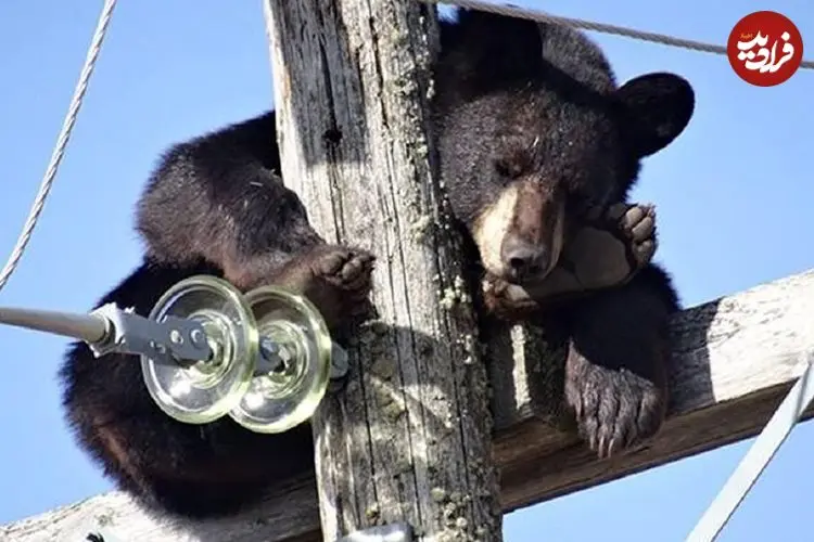 ببینید؛ لحظه نجات خرس بازیگوش از خطر برق‌گرفتگی