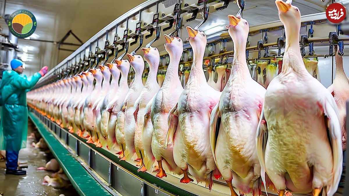 ببینید؛ مراحل پرورش هزاران غاز برای تولید جگر چرب (فوآگرا)