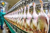 ببینید؛ مراحل پرورش هزاران غاز برای تولید جگر چرب (فوآگرا)