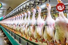 ببینید؛ مراحل پرورش هزاران غاز برای تولید جگر چرب (فوآگرا)