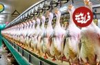 ببینید؛ مراحل پرورش هزاران غاز برای تولید جگر چرب (فوآگرا)