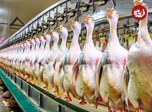 ببینید؛ مراحل پرورش هزاران غاز برای تولید جگر چرب (فوآگرا)