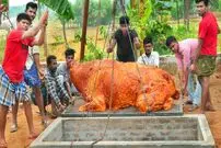 ببینید| غذای روستایی در هند؛ کباب یک بوفالو 500 کیلوگرمی در تنور زیر زمینی
