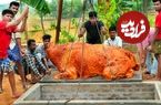 ببینید| غذای روستایی در هند؛ کباب یک بوفالو 500 کیلوگرمی در تنور زیر زمینی