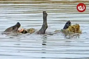 ببینید| شنا و آب بازی جالب یک کفتار در یک آب‌بندان
