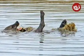 ببینید| شنا و آب بازی جالب یک کفتار در یک آب‌بندان