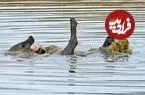 ببینید| شنا و آب بازی جالب یک کفتار در یک آب‌بندان