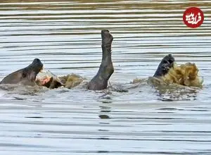 ببینید| شنا و آب بازی جالب یک کفتار در یک آب‌بندان