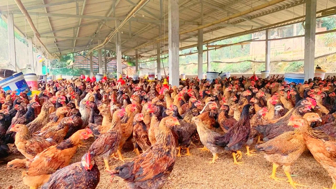 (ویدئو) روش هوشمندانه بانوی ویتنامی برای پرورش و پروار کردن 2500 مرغ و خروس محلی