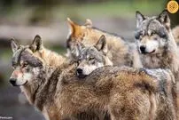 (ویدئو) ۲۰ گرگ گرسنه به دنبال ۱۵۰ گوزن