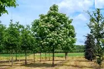 آشنایی با گیاه زینتی «جوالدوزک» 