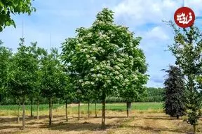 آشنایی با گیاه زینتی «جوالدوزک» 