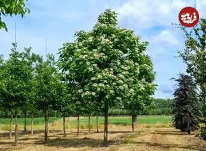 آشنایی با گیاه زینتی «جوالدوزک» 