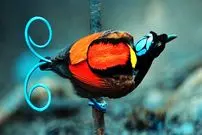 ببینید| 10 گونه از زیباترین و شگفت انگیز ترین پرندگان بهشتی در سراسر جهان