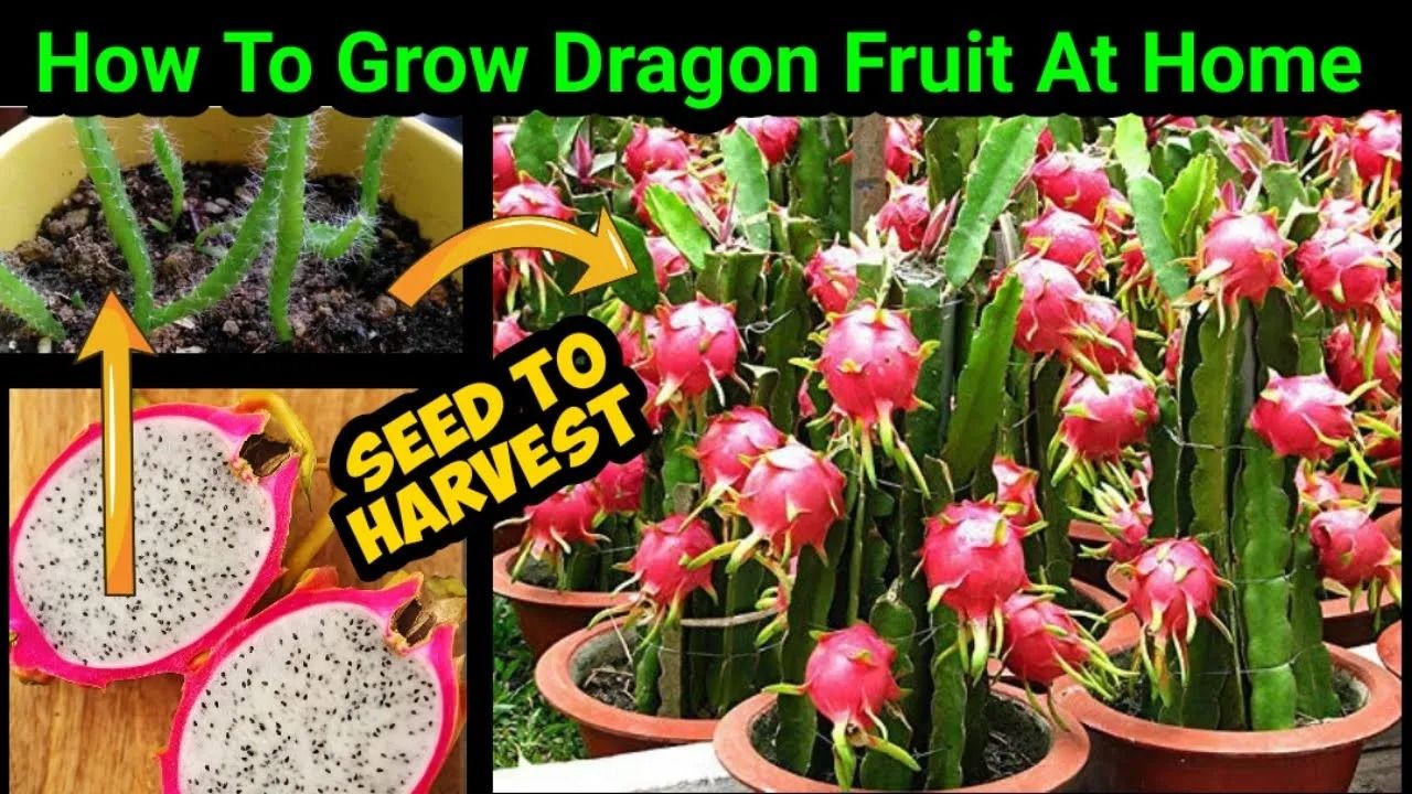 (ویدئو) یک روش شگفت انگیز و سریع برای کاشت میوه اژدها در گلدان از طریق دانه