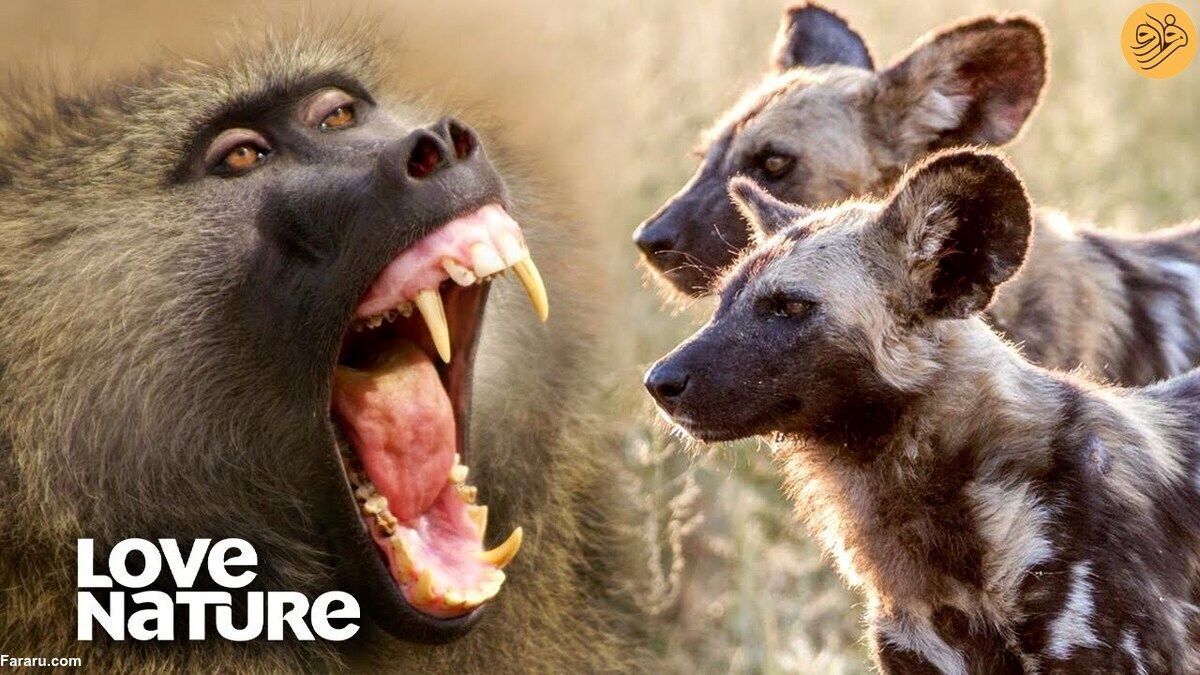(ویدئو) یک بابون در محاصره ۲۰ سگ وحشی، کدامیک پیروز می‌شوند؟