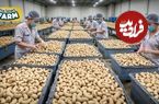 (ویدئو) کارخانه فرآوری بادام هندی؛ این فیلم شما را از خوردن بادام زمینی پشیمان می کند!