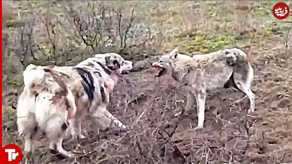 (ویدئو) 15 لحظه نادر و کمیاب از مواجهه سنگین سگ های خطرناک گله با گرگ های وحشی