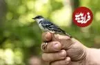 شناسایی تک‌تک پرندگان تنها از روی صدا با کمک هوش مصنوعی