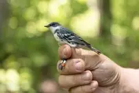 شناسایی تک‌تک پرندگان تنها از روی صدا با کمک هوش مصنوعی