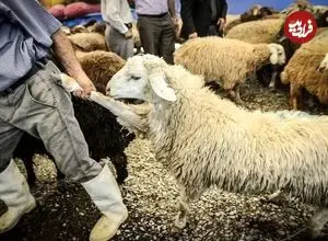 جدول| قیمت دام زنده امروز 6 بهمن 1404