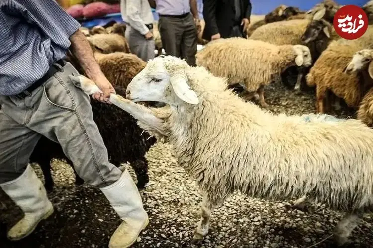 جدول| قیمت دام زنده امروز 6 بهمن 1404