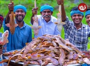 ببینید؛ غذای روستایی در هند؛ پخت خورشت کاری با 100 کوسه ماهی کوچک
