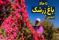 (ویدئو) باغ زرشک؛ فرایند تماشایی کاشت، داشت و برداشت زرشک در قائنات