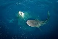 تصاویر؛ نمای نزدیک از چشم نهنگ؛ ترکیب زیبایی حیرت‌انگیز غول دریایی با پایان غم‌انگیز 