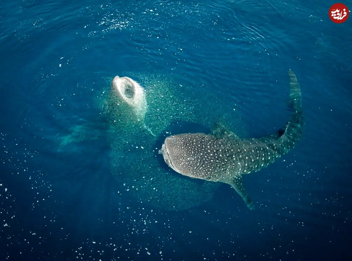 تصاویر؛ نمای نزدیک از چشم نهنگ؛ ترکیب زیبایی حیرت‌انگیز غول دریایی با پایان غم‌انگیز 
