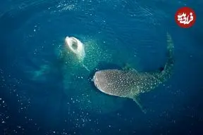 تصاویر؛ نمای نزدیک از چشم نهنگ؛ ترکیب زیبایی حیرت‌انگیز غول دریایی با پایان غم‌انگیز 