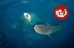 تصاویر؛ نمای نزدیک از چشم نهنگ؛ ترکیب زیبایی حیرت‌انگیز غول دریایی با پایان غم‌انگیز 