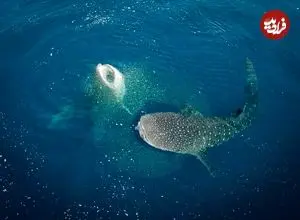 تصاویر؛ نمای نزدیک از چشم نهنگ؛ ترکیب زیبایی حیرت‌انگیز غول دریایی با پایان غم‌انگیز 