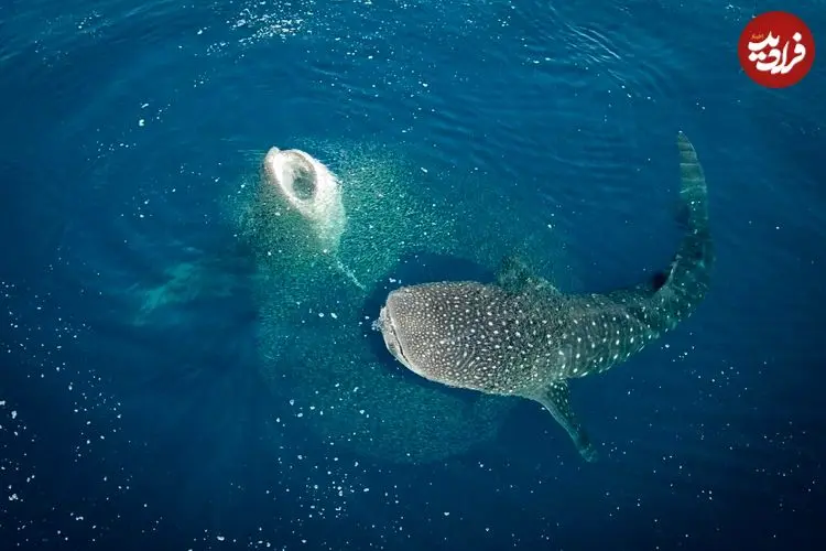 تصاویر؛ نمای نزدیک از چشم نهنگ؛ ترکیب زیبایی حیرت‌انگیز غول دریایی با پایان غم‌انگیز 