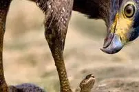 (ویدیو) چندش آورترین ویدئوی حیات وحش؛ زنده خوردن مار توسط شاهین