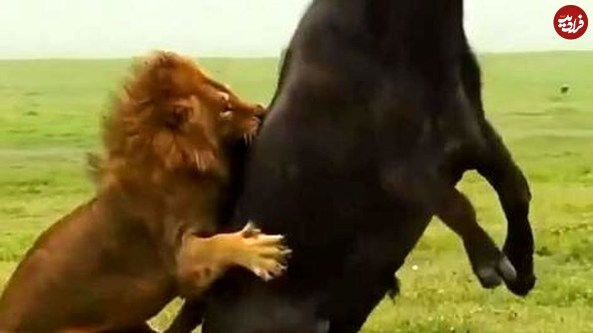 (ویدئو) ببینید وقتی شیر نر به شکار می‌رود چقدر ماجرا فرق می‌کند