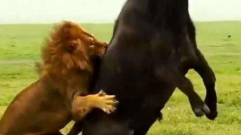 (ویدئو) ببینید وقتی شیر نر به شکار می‌رود چقدر ماجرا فرق می‌کند