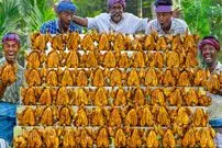 ببینید| غذای روستایی در هند؛ کباب ده ها مرغ کامل به روشی متفاوت در طبیعت