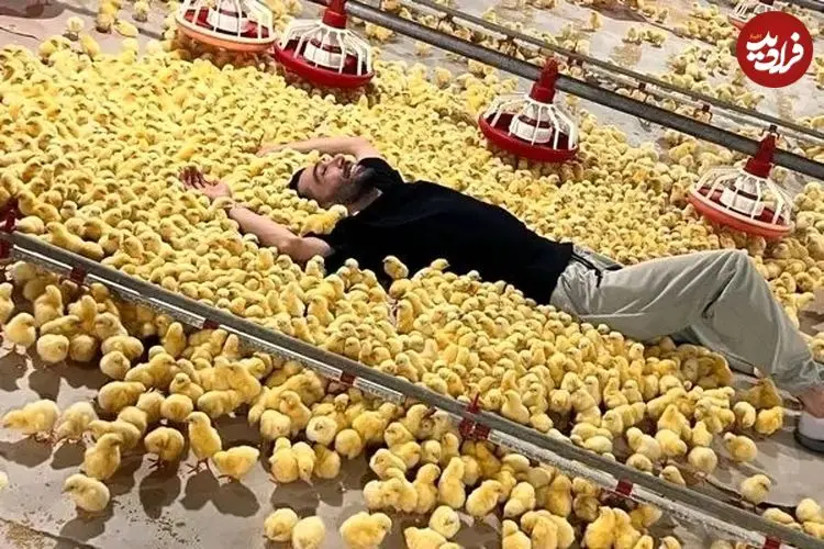 ببینید| واکنش دیدنی صدها جوجه یک‌روزه به صاحبشان