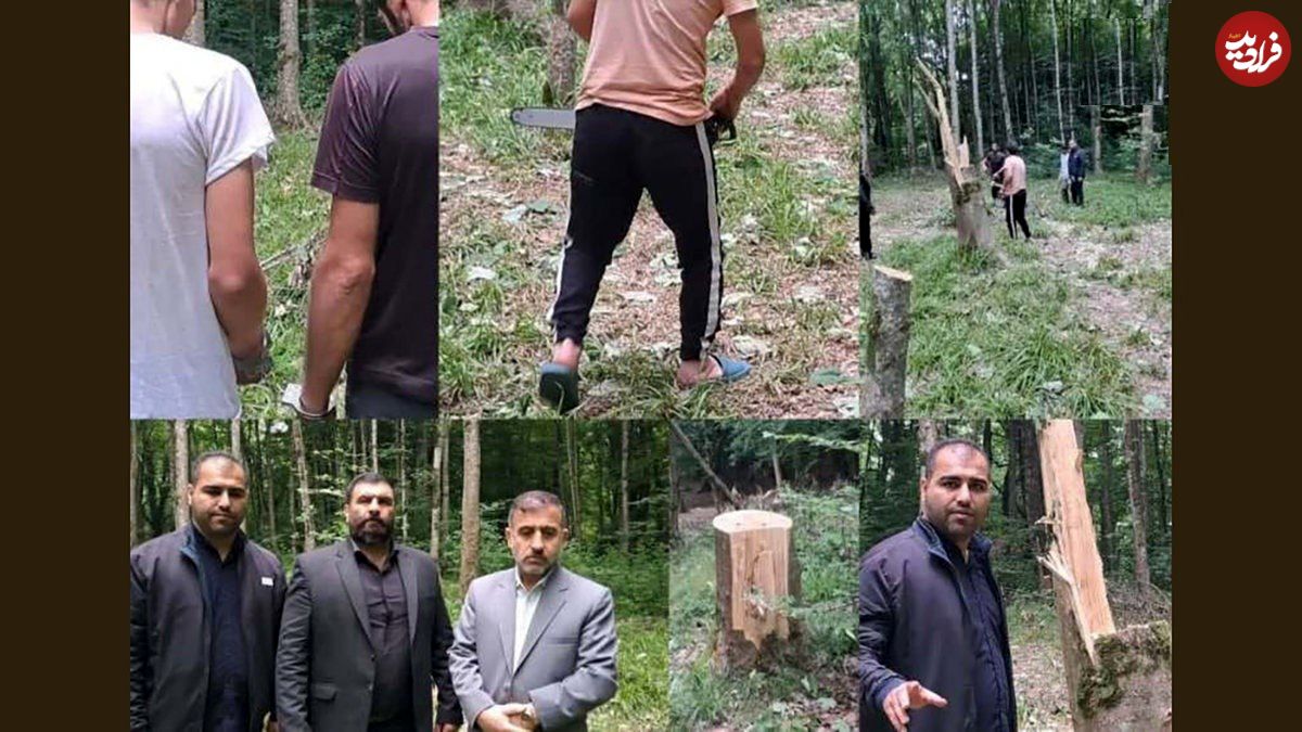 قطع ۶۴ درخت در ساری به دلیل انتقام جویی شخصی