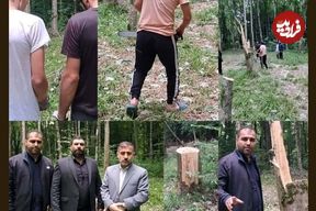 قطع ۶۴ درخت در ساری به دلیل انتقام جویی شخصی